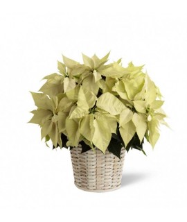 White Poinsettia - 8 inches